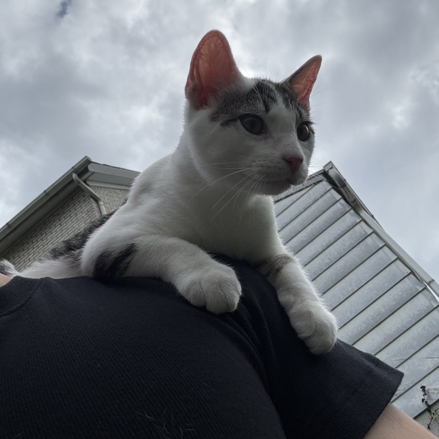 Mordecai, a white and gray tabby cat, perched on Jake's shoulder outdoors under a cloudy sky